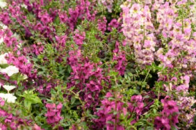 Alonia™ Big Dark Pink
