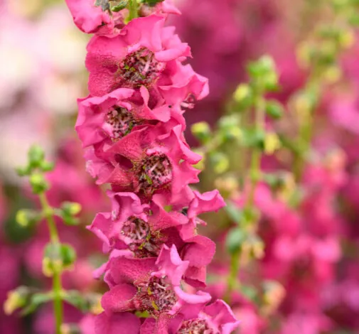 Alonia™ Big Dark Pink