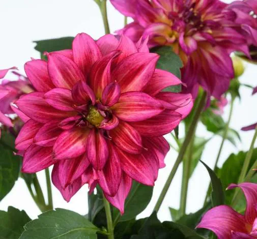 Darlin’™ Radiant Pink