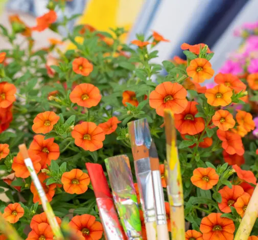 Colibri™ Orange