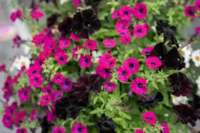 Littletunia® Shiraz