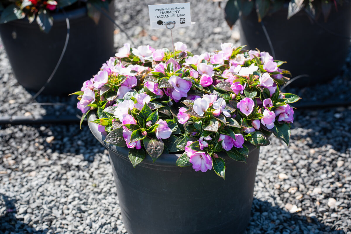 Harmony® Radiance™ Lilac - Danziger