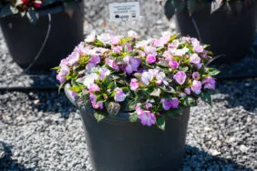 Harmony® Radiance™ Lilac