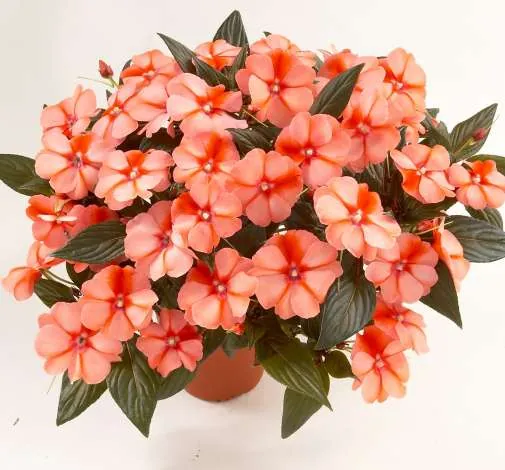 Harmony® Apricot Cream