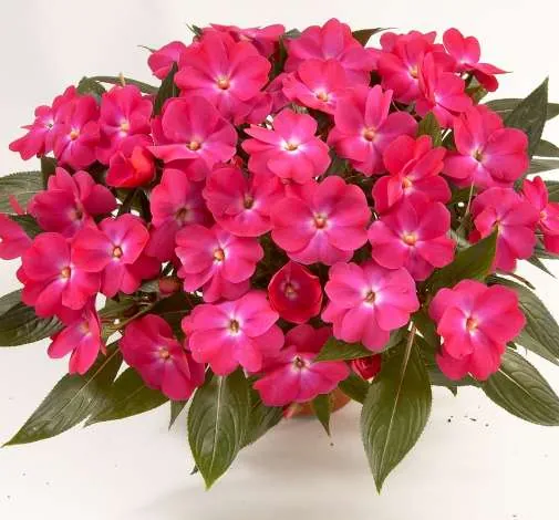 Harmony® Dark Pink
