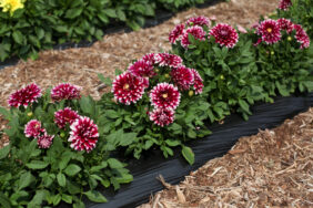 Darlin’™ Burgundy Lace