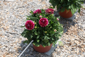 Darlin’™ Burgundy Lace