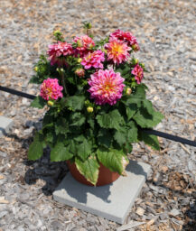 Darlin’™ Radiant Pink