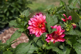 Darlin’™ Radiant Pink