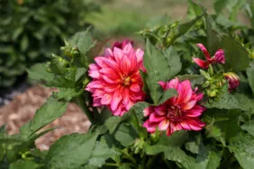 Darlin’™ Radiant Pink