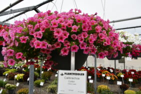 Colibri™ Cherry Lace