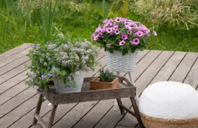 Littletunia® Pink Splash