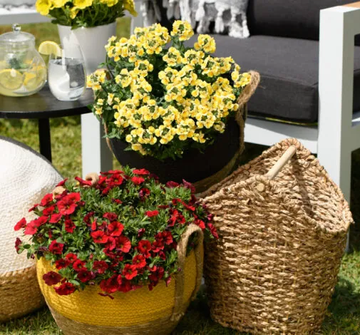 Littletunia® Bright Red