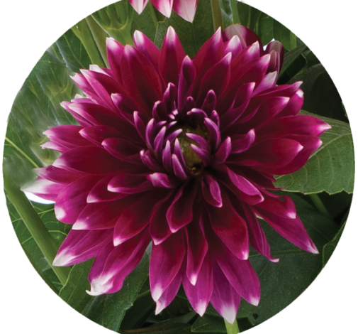 Darlin’™ Burgundy Lace