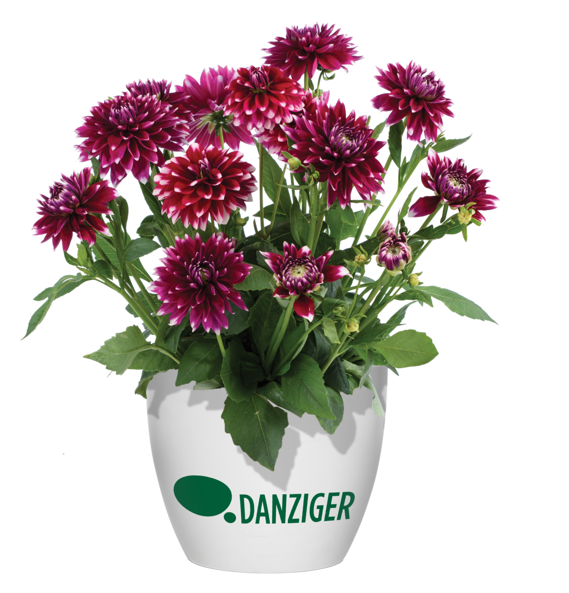 CAPELLA™ Berry Lace - Danziger