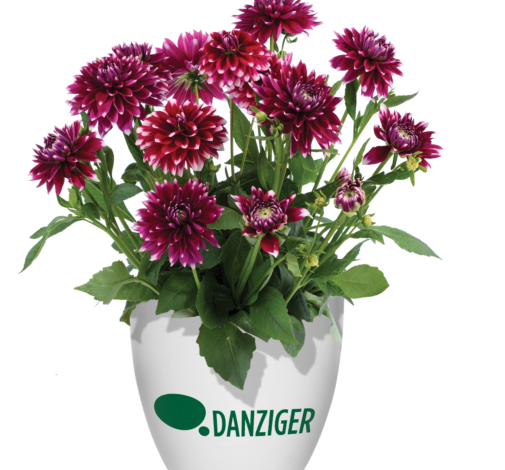 Darlin’™ Burgundy Lace