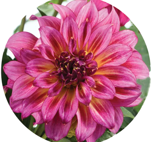 Darlin’™ Radiant Pink