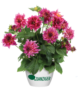 Darlin’™ Radiant Pink