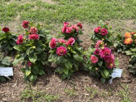 Darlin’™ Radiant Pink