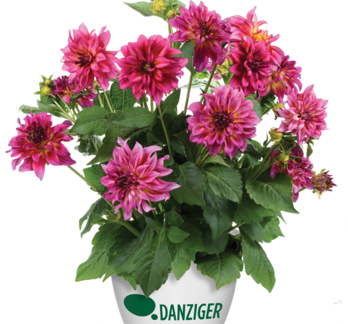 Darlin’™ Radiant Pink