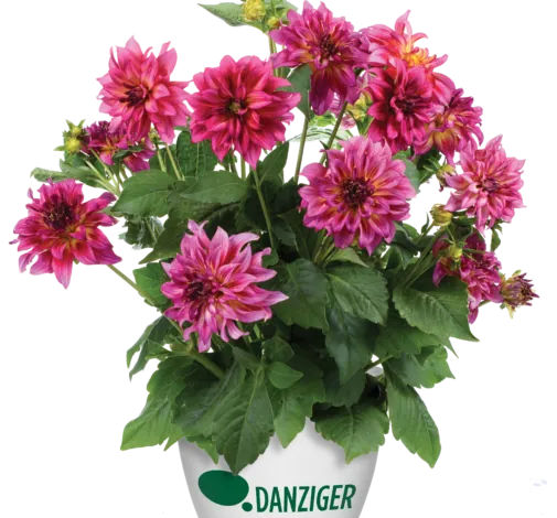 Darlin’™ Radiant Pink