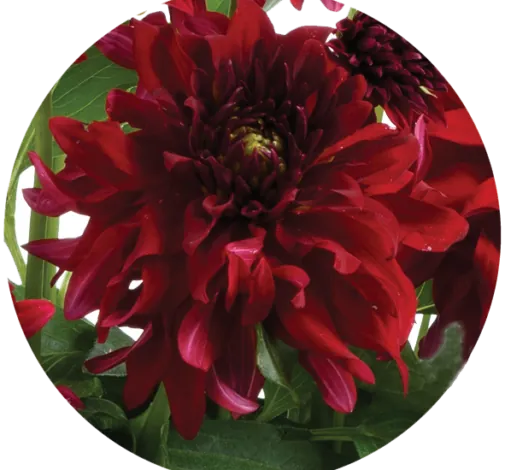 Darlin’™ Ruby