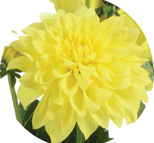 Darlin’™ Yellow