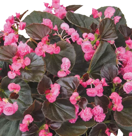 Doublet™ Rose