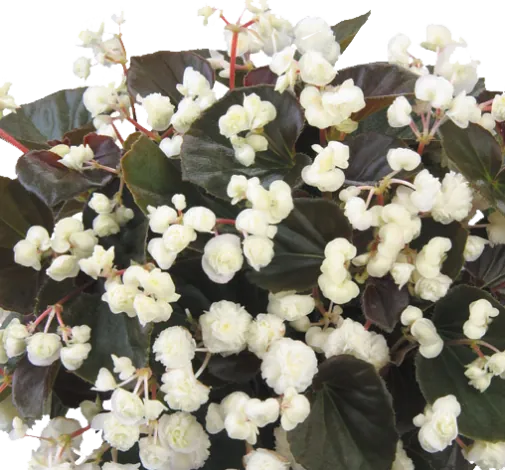Doublet™ White