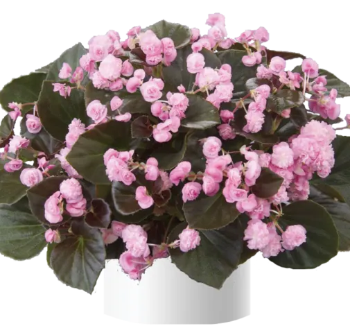Doublet™ Pink