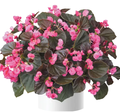 Doublet™ Rose