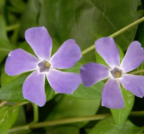 Vinca Variegata