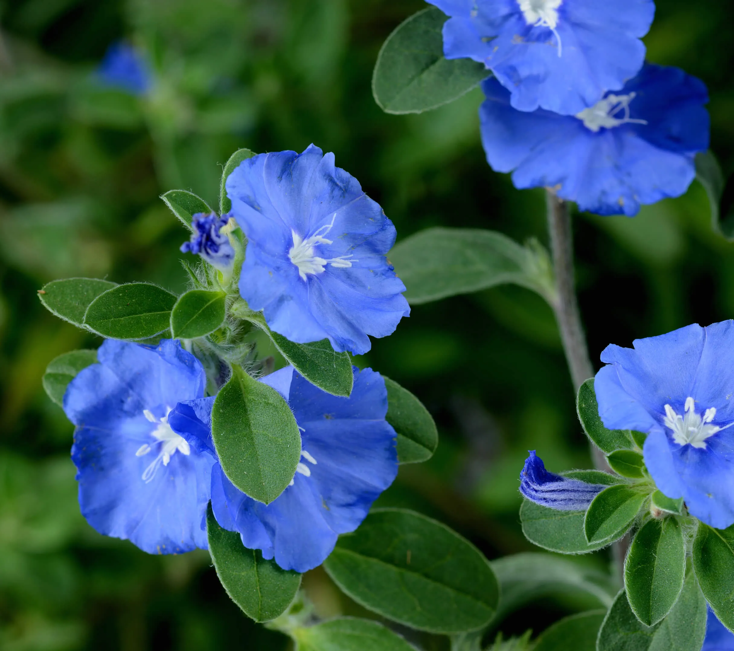 Hawaiin Blue Eyes™ - Danziger