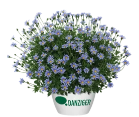 Felicity™ Blue