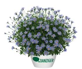 Felicity™ Blue