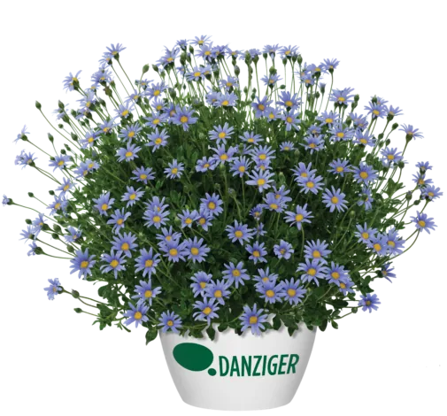 Felicity™ Blue