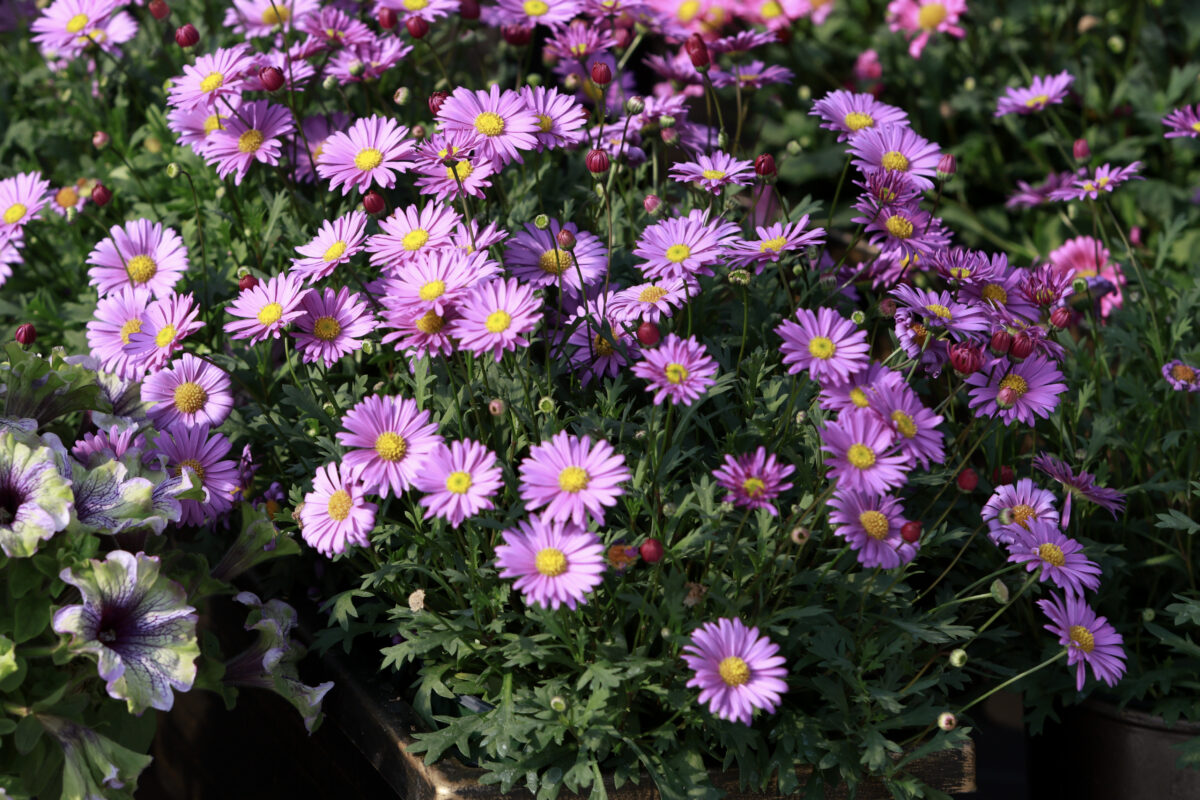 Fresco™ Purple - Danziger