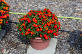 Gem™ Compact Orange Fire