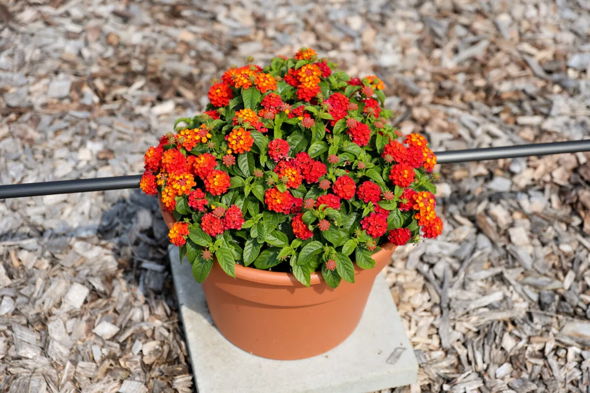 Gem™ Compact Orange Fire
