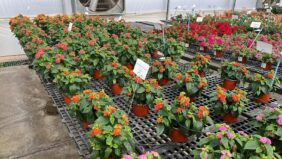 Gem™ Compact Orange Fire