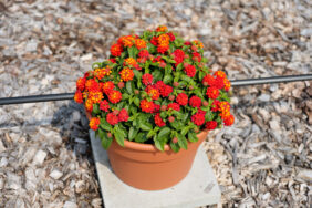 Gem™ Compact Orange Fire