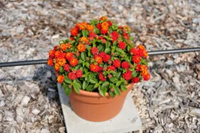 Gem™ Compact Orange Fire