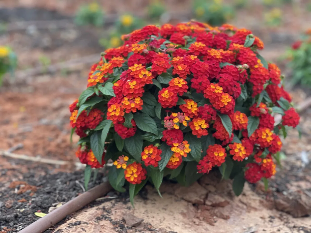 Gem™ Compact Orange Fire