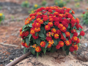 Gem™ Compact Orange Fire