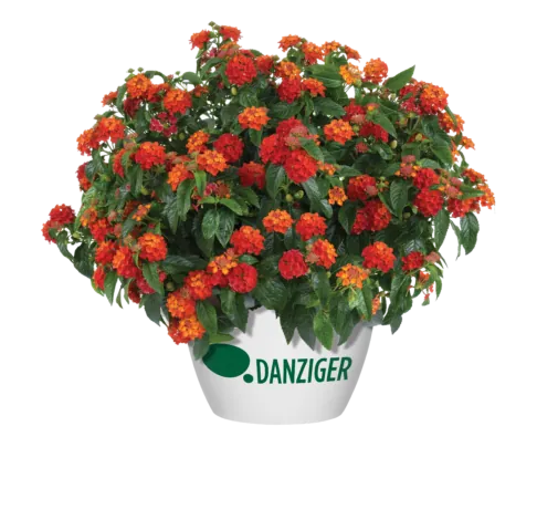 Gem™ Compact Orange Fire
