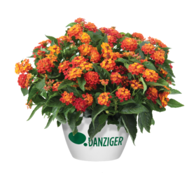 GEM™ series - Danziger