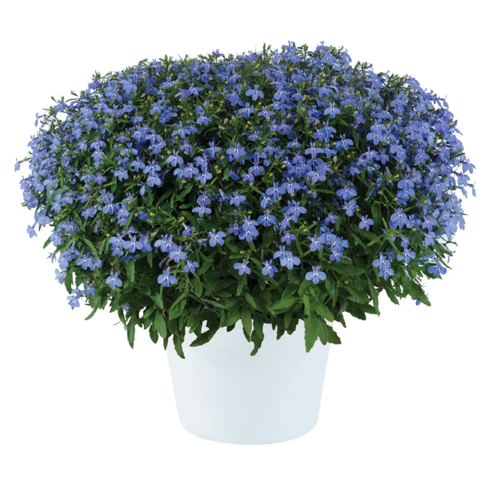 GLOW™ ELECTRIC BLUE