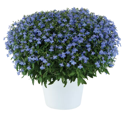GLOW™ ELECTRIC BLUE