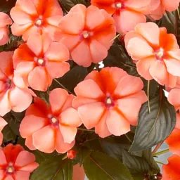 Harmony® Apricot Cream