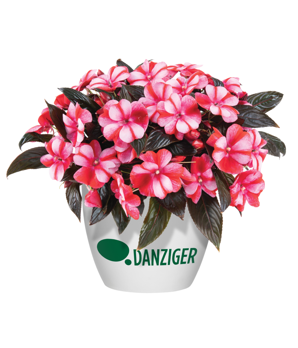 Harmony Bicolor Red - Danziger